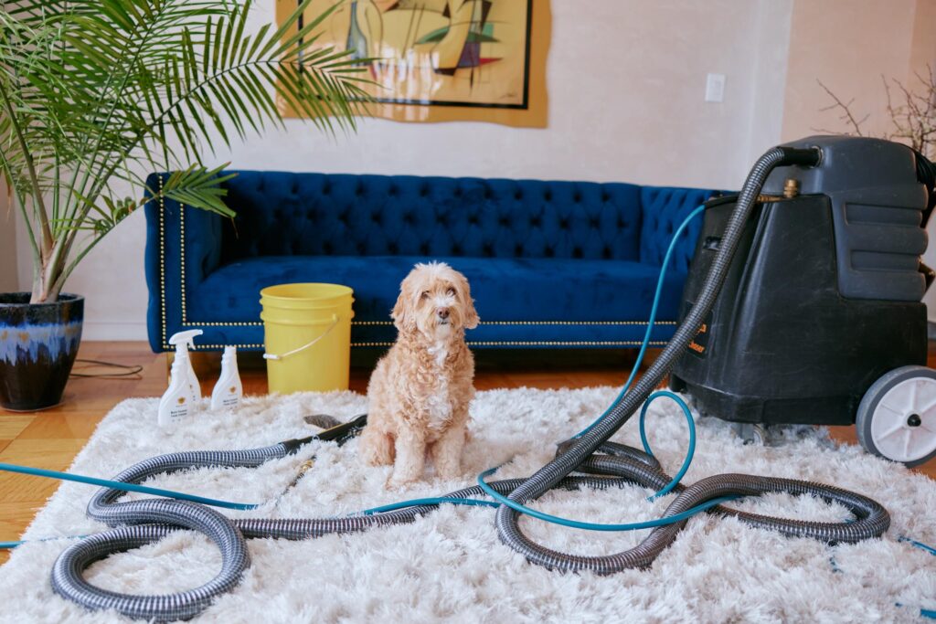 Pet Stain & Odor Removal Services: Restoring Freshness and Hygiene to London Homes